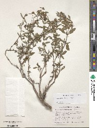 Spermacoce verticillata image