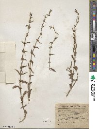 Tessiera lithospermoides image