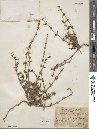 Tessiera lithospermoides image