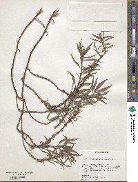 Image of Spermacoce hyssopifolia