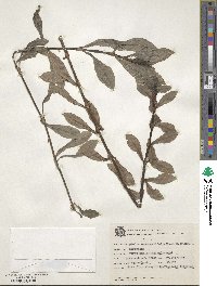 Image of Diodia saponariifolia