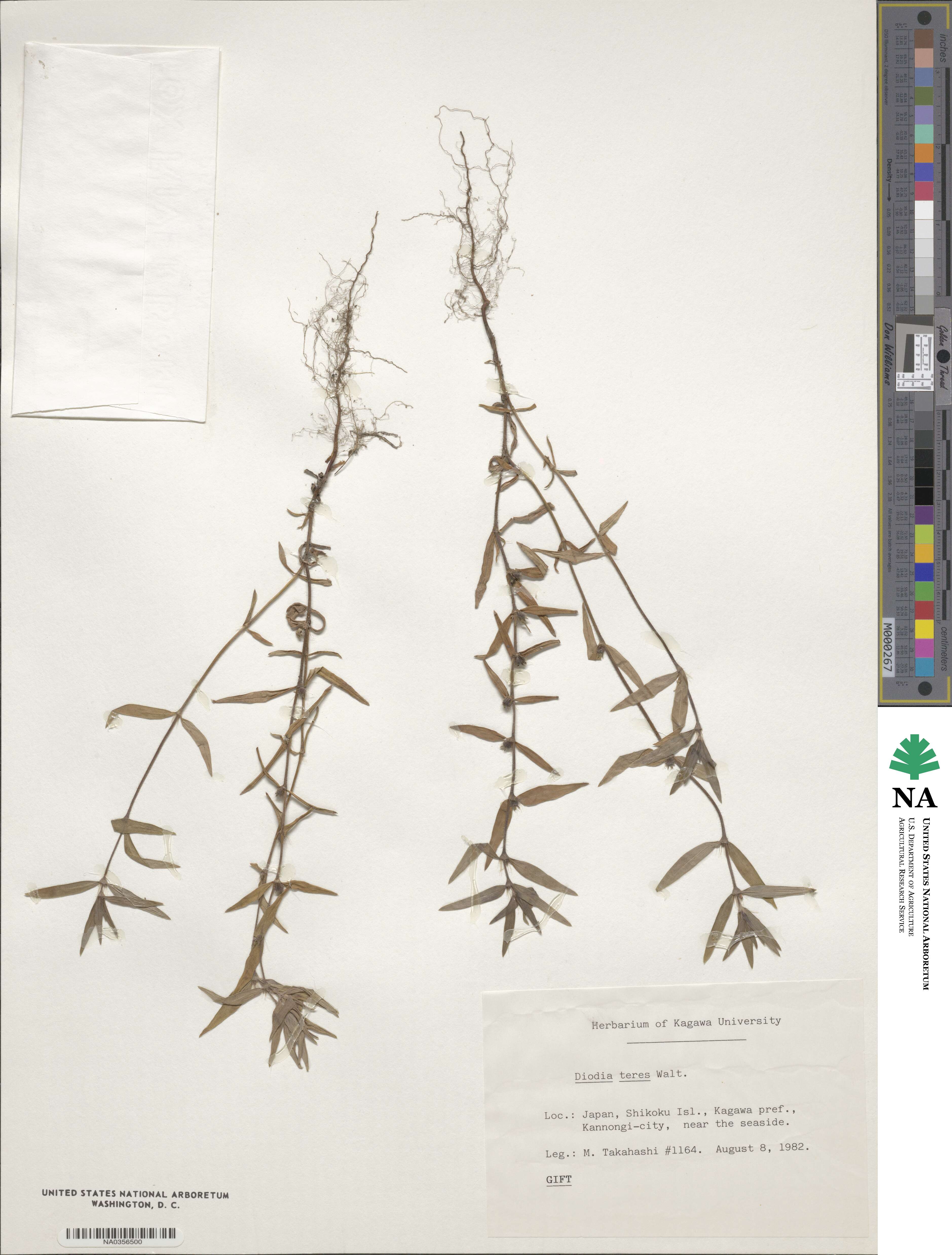 Hexasepalum teres image