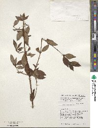 Image of Hexasepalum scandens