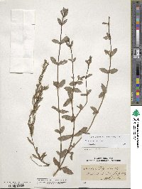 Diodia virginiana image