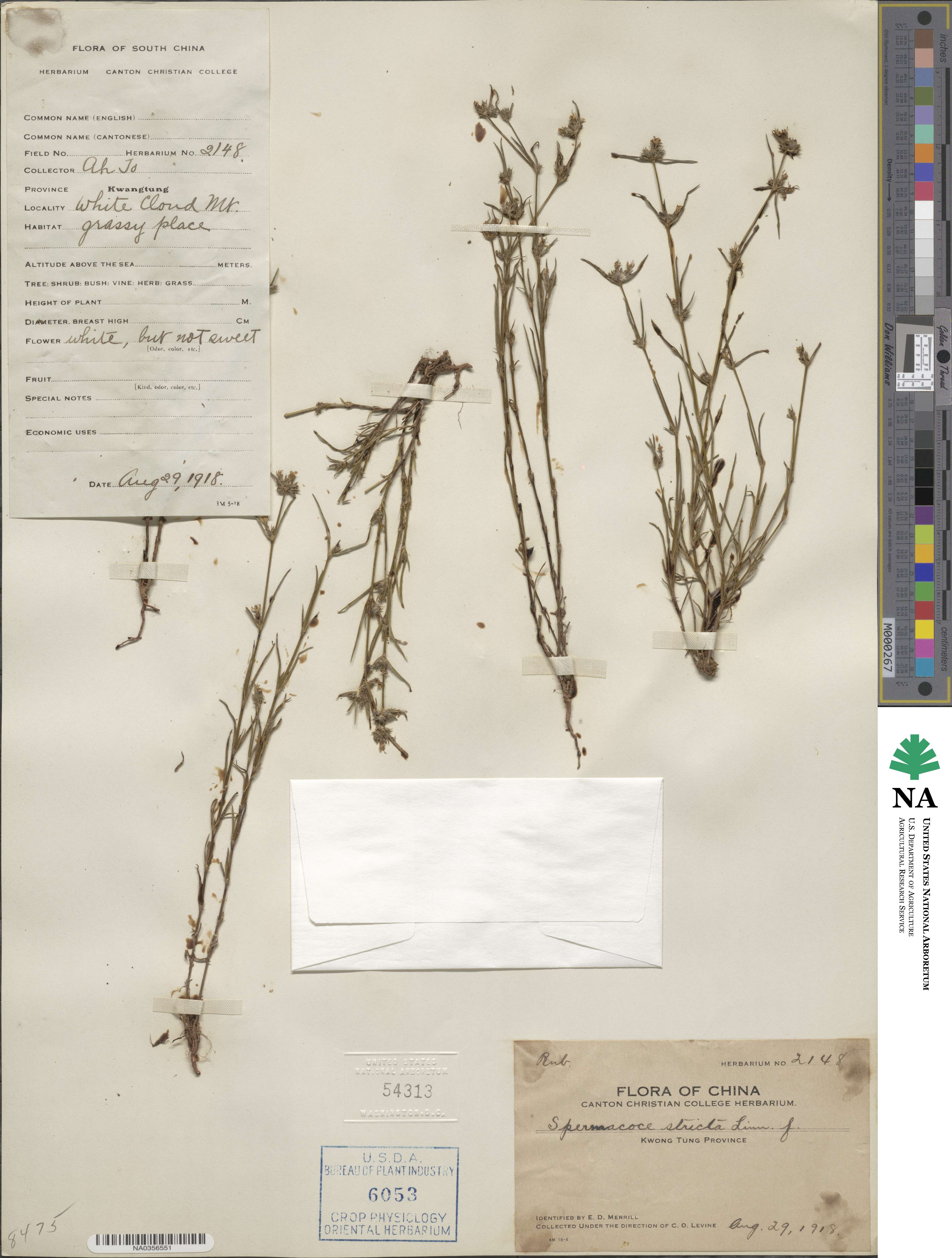 Spermacoce stricta image