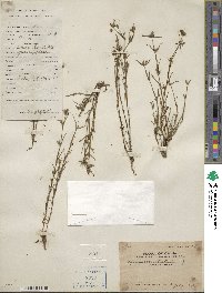 Spermacoce stricta image