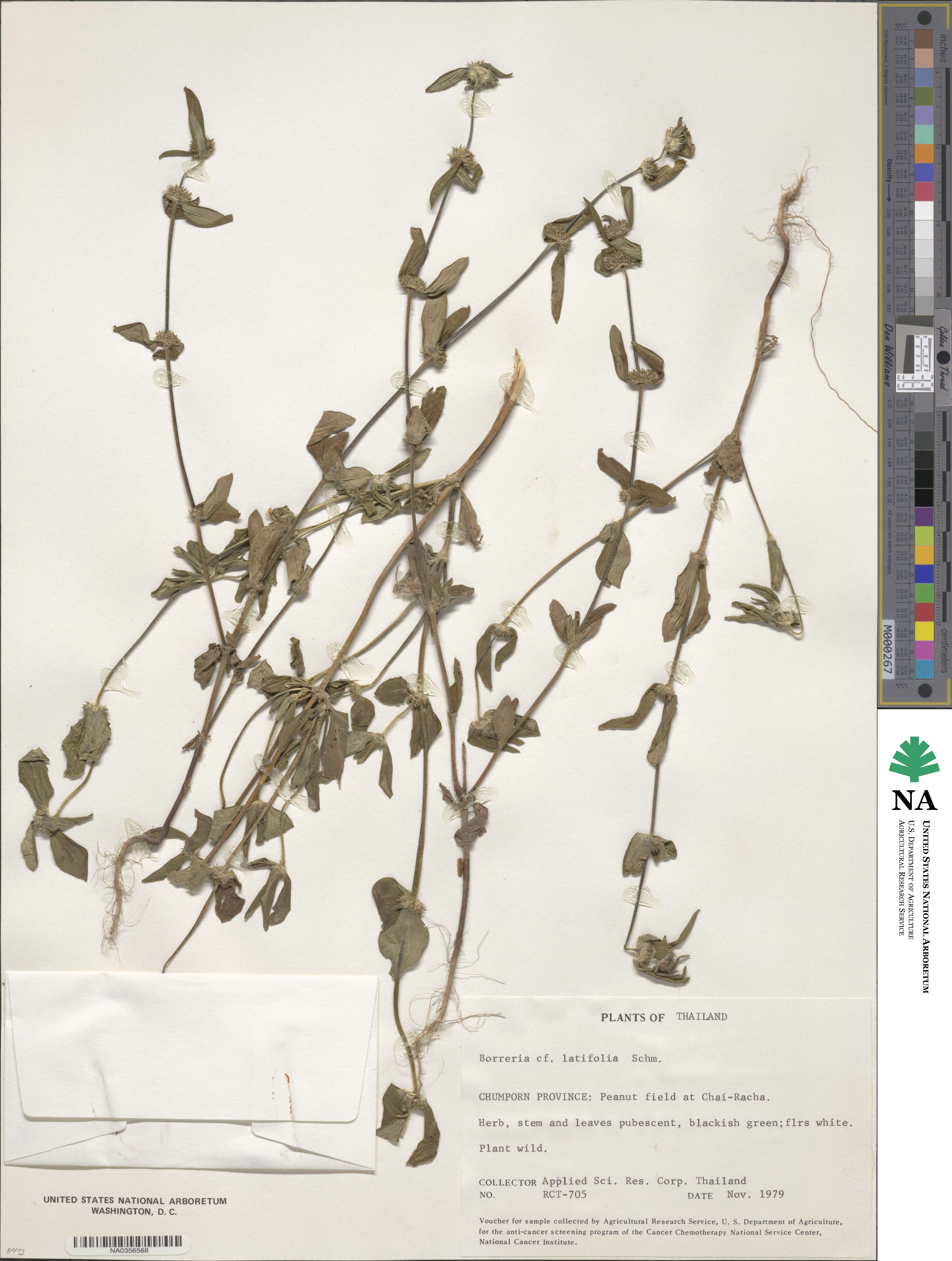 Spermacoce latifolia image