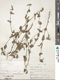 Spermacoce latifolia image