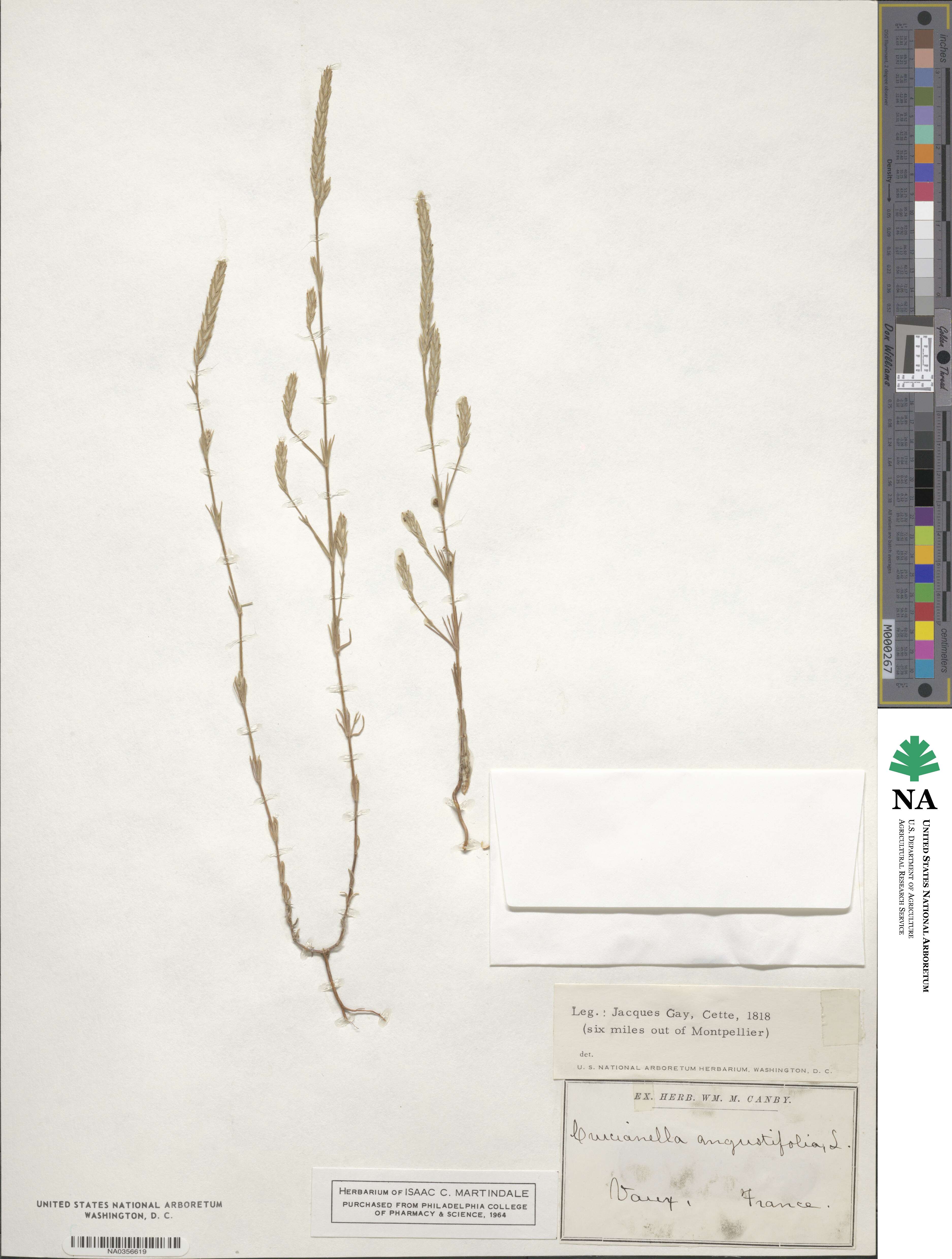 Crucianella angustifolia image