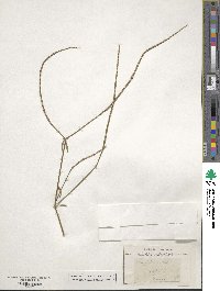 Crucianella latifolia image