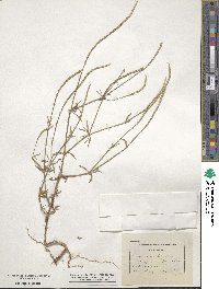 Crucianella latifolia image