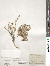 Crucianella maritima image