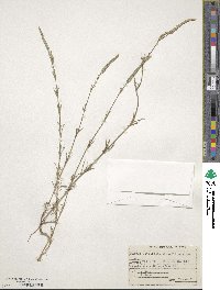 Crucianella angustifolia image