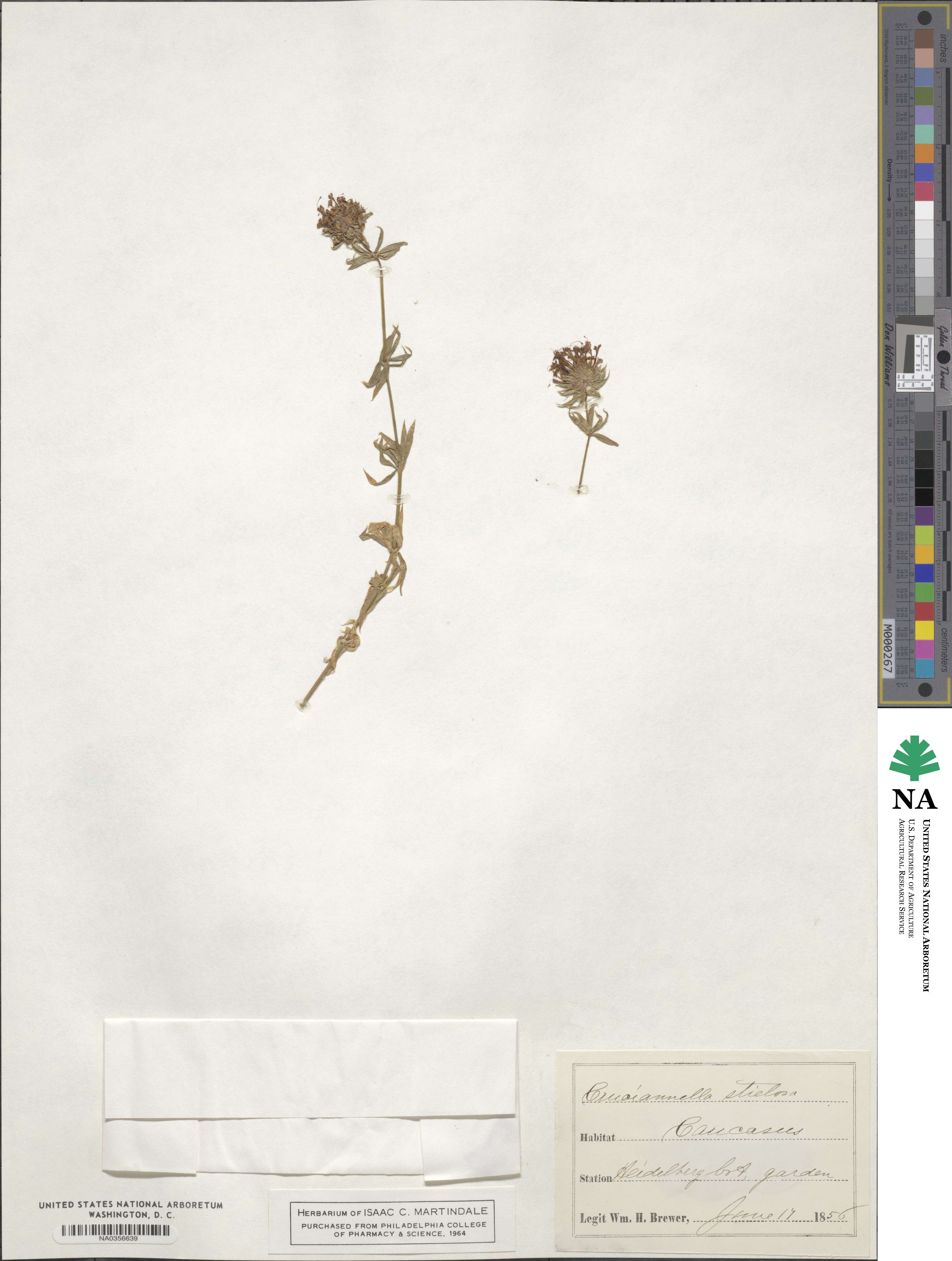 Phuopsis stylosa image