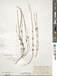 Crucianella latifolia image