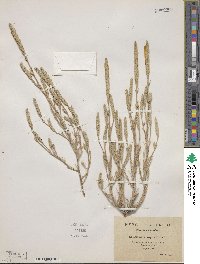 Crucianella angustifolia image