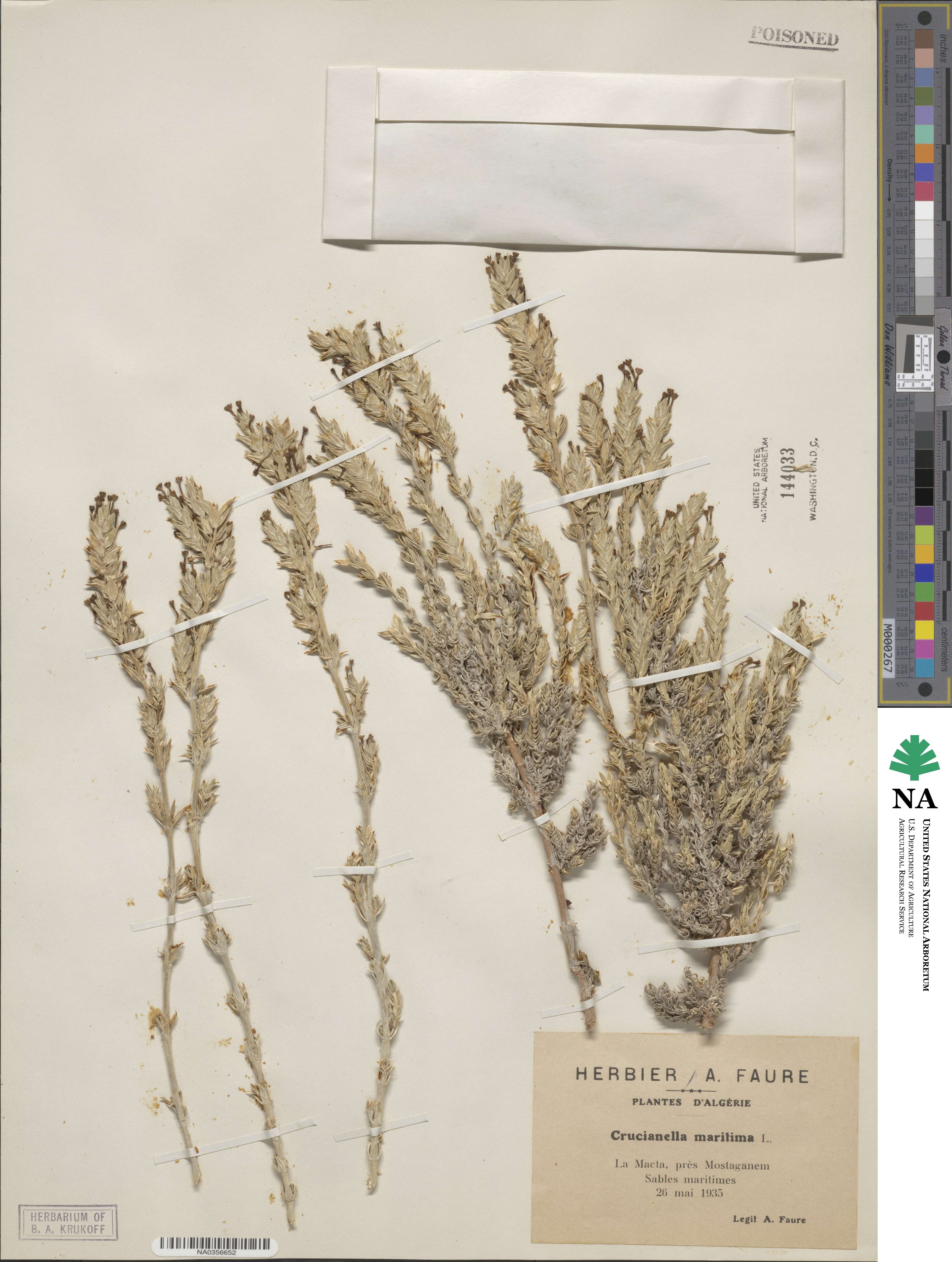 Crucianella maritima image
