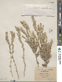 Crucianella maritima image