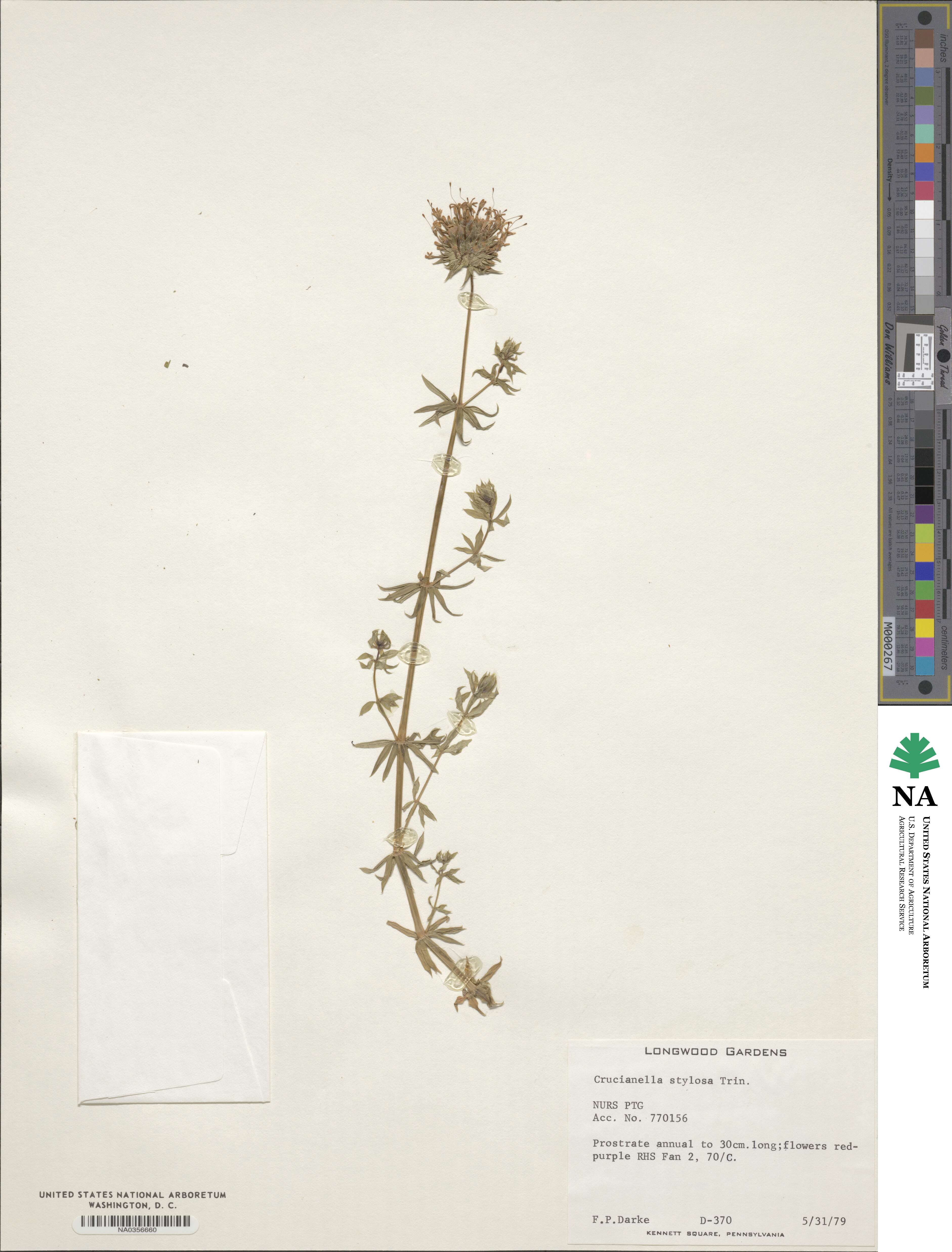 Phuopsis stylosa image