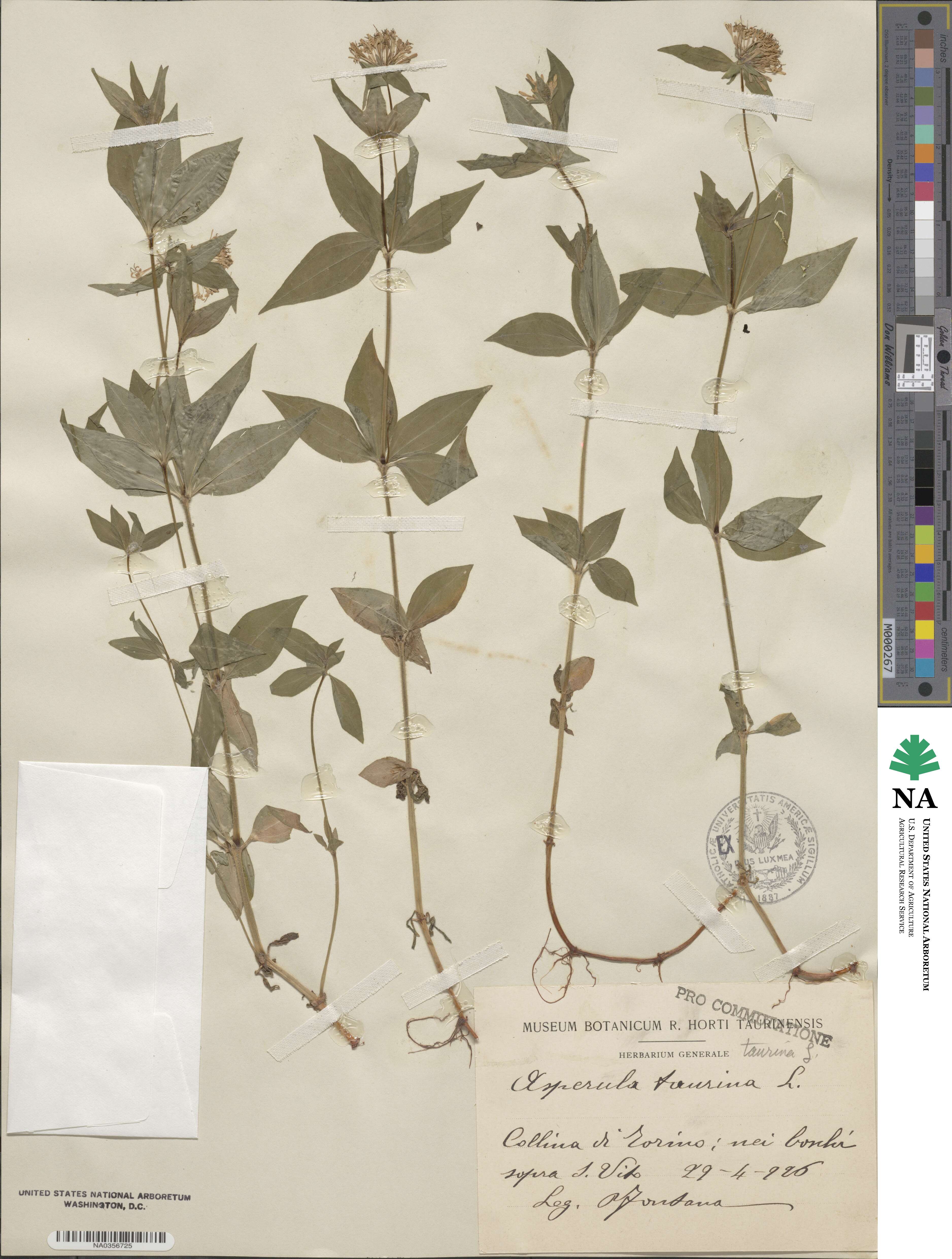 Asperula taurina image