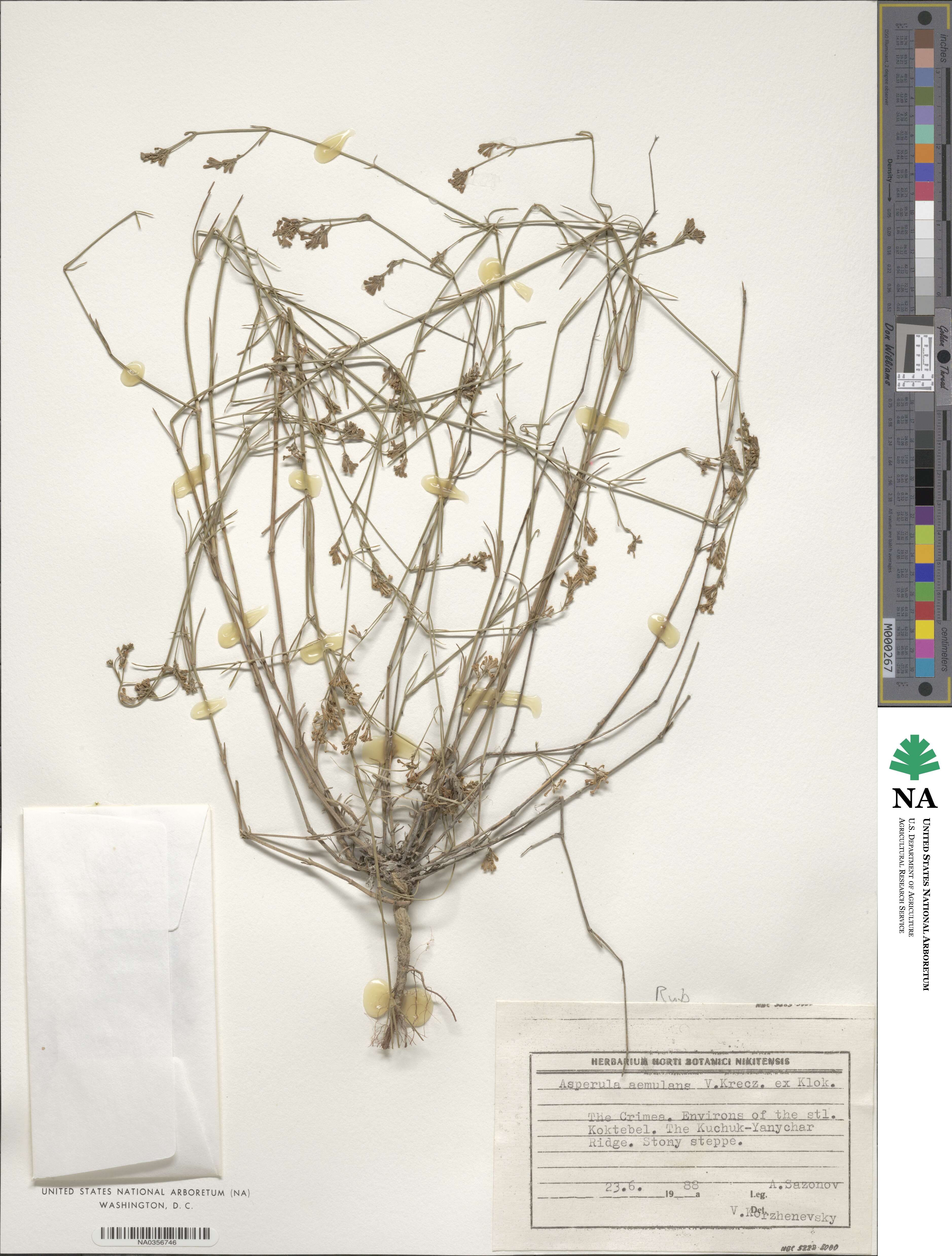 Cynanchica supina subsp. caespitans image