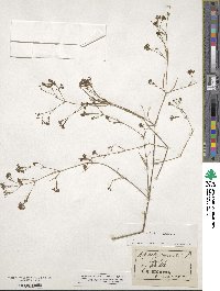 Cynanchica pyrenaica subsp. cynanchica image