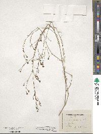 Cynanchica pyrenaica subsp. cynanchica image