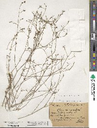 Cynanchica pyrenaica subsp. cynanchica image