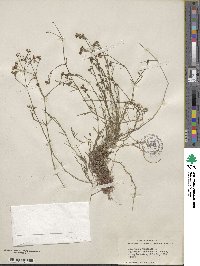 Cynanchica pyrenaica subsp. cynanchica image