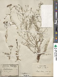 Cynanchica pyrenaica subsp. cynanchica image