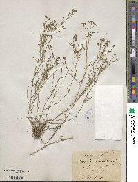 Cynanchica pyrenaica subsp. cynanchica image