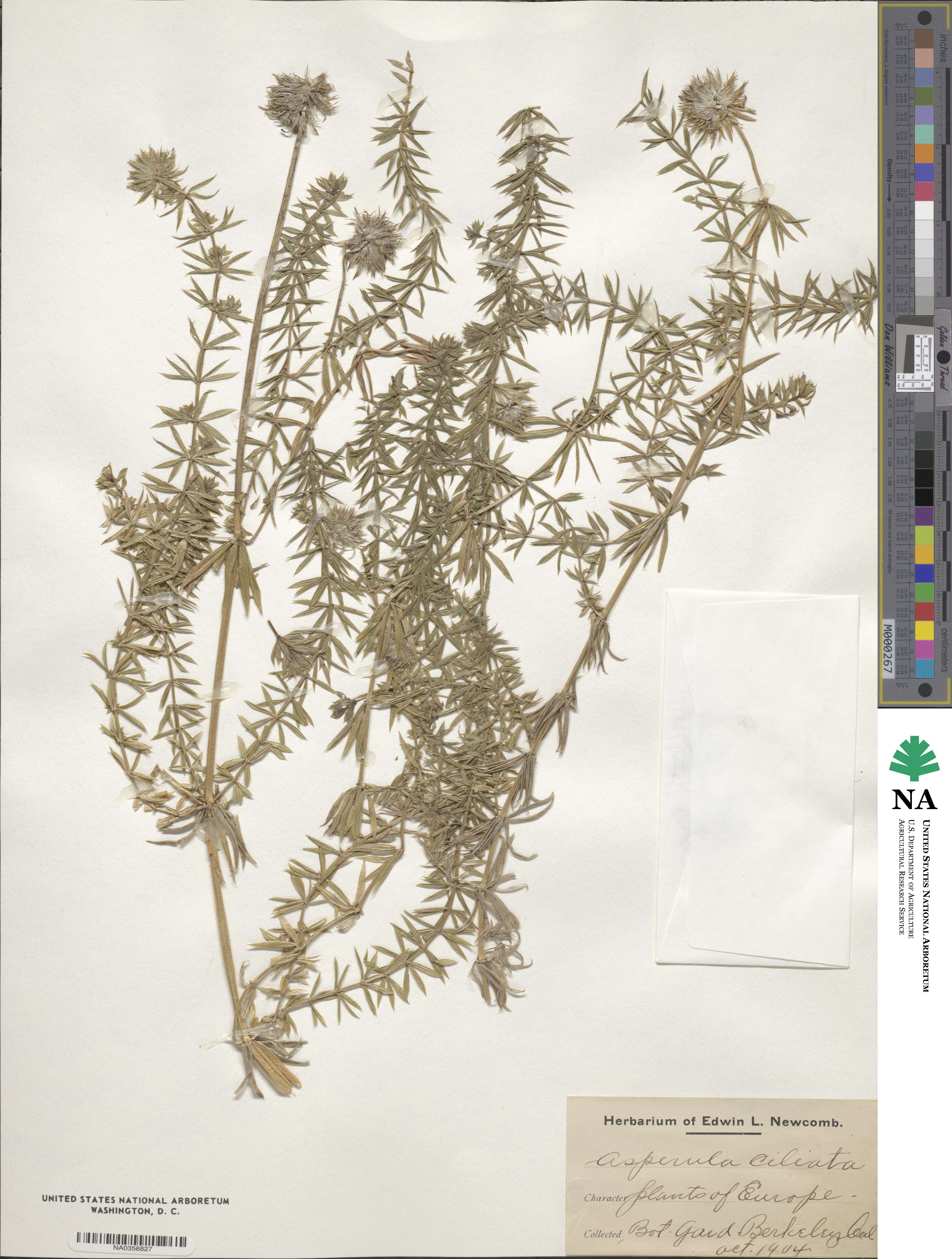 Asperula ciliata image