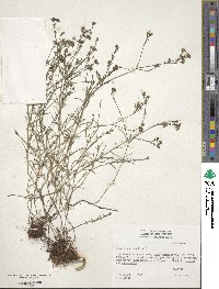 Cynanchica pyrenaica subsp. cynanchica image