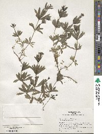 Galium odoratum image