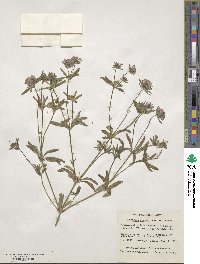 Asperula orientalis image