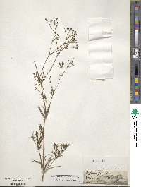 Galium glaucum image