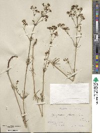 Galium glaucum image