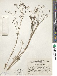 Galium glaucum image