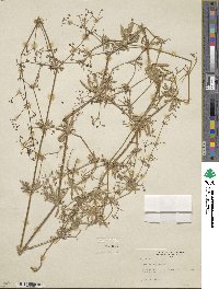 Galium aparine image