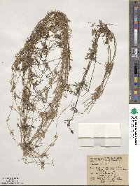 Galium aparine image