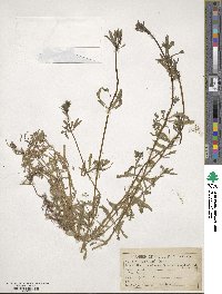 Galium aparine image