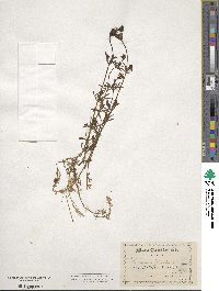 Galium aparine image