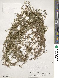 Galium aparine image