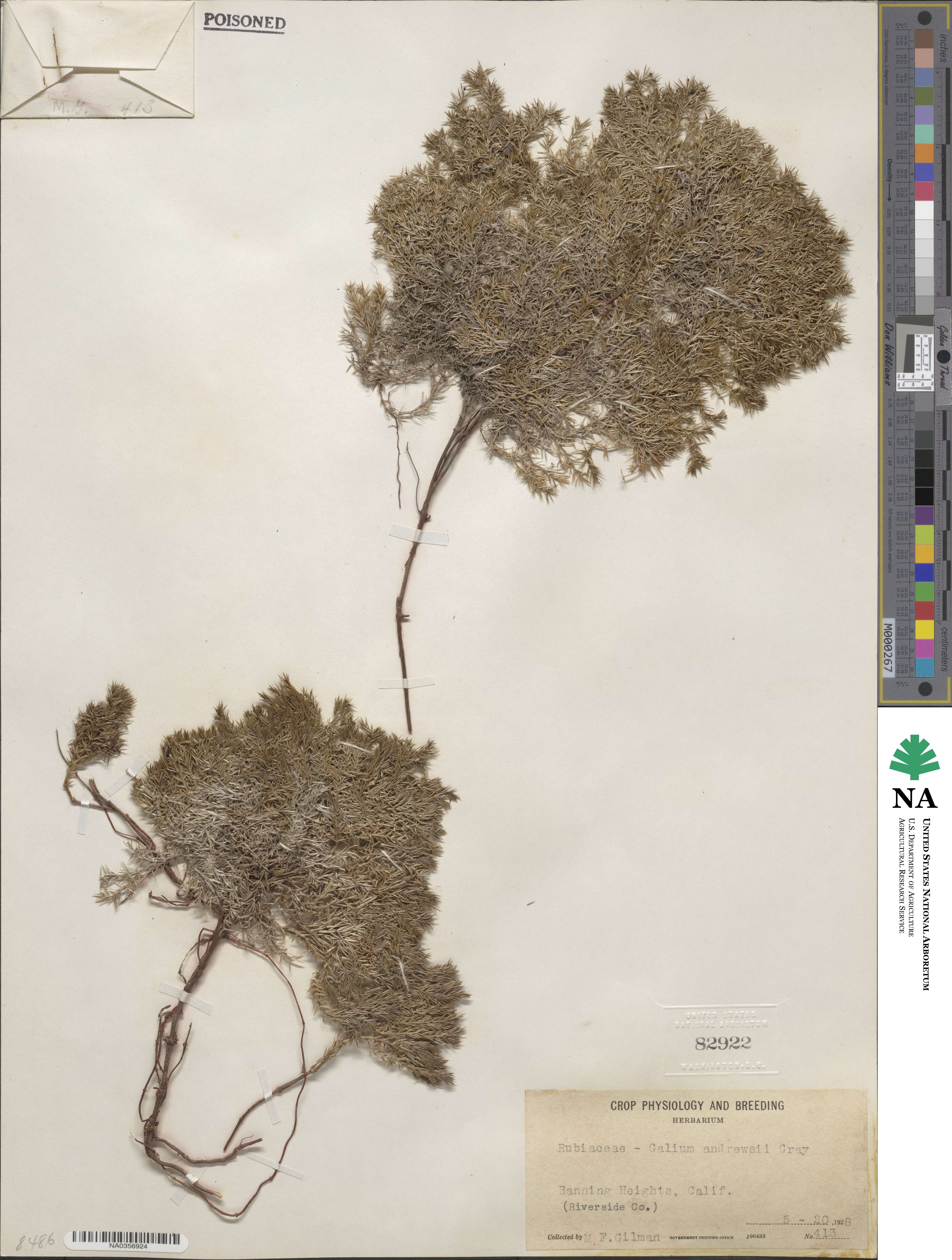 Galium andrewsii image