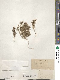 Galium andrewsii image
