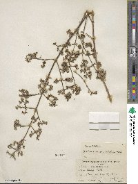 Galium angustifolium image