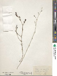 Cynanchica pyrenaica subsp. cynanchica image