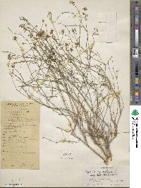 Cynanchica pyrenaica subsp. cynanchica image