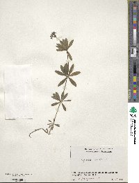 Galium odoratum image