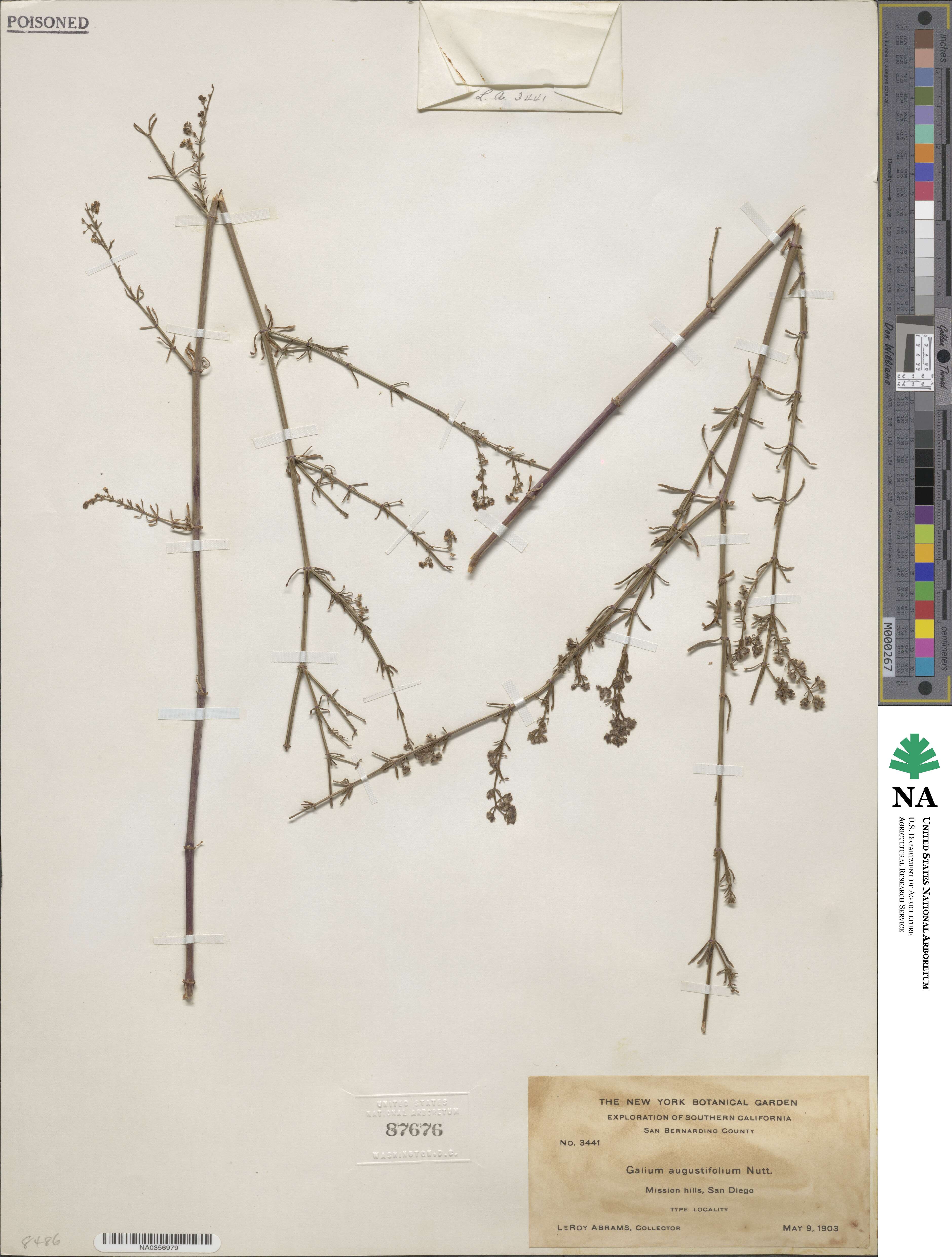 Galium angustifolium image